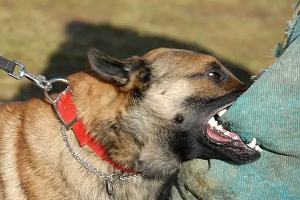 A close-up of a dog's neck, wearing a red collar with silver chain leash attached, set against a blurred outdoor background.